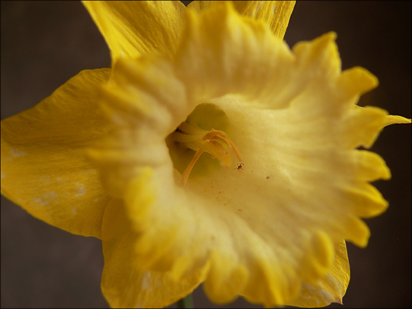 photo "***" tags: macro and close-up, 