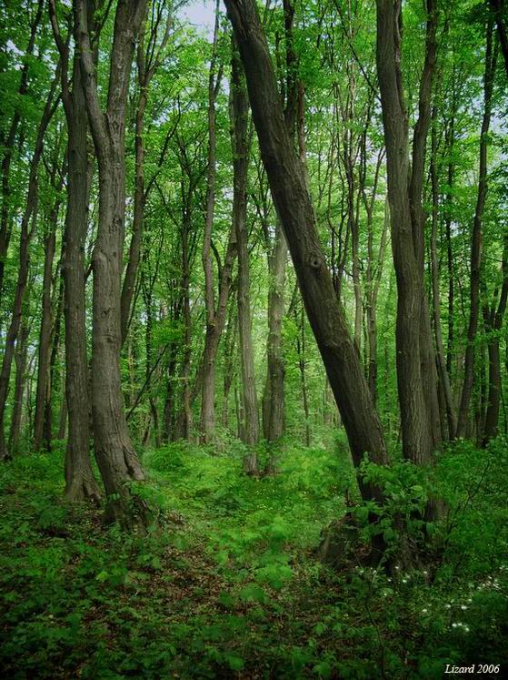 photo "Fantastic forest" tags: landscape, forest