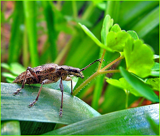 photo "***" tags: nature, macro and close-up, insect