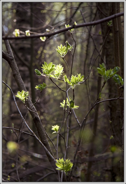 photo "***" tags: landscape, nature, spring