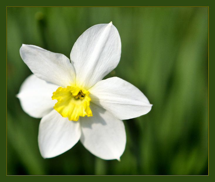 photo "***" tags: macro and close-up, nature, flowers