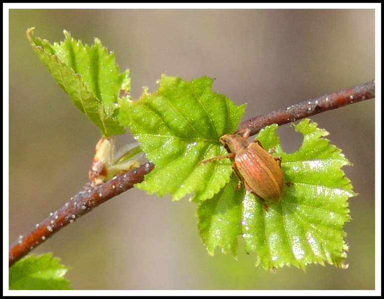 photo "***" tags: nature, insect