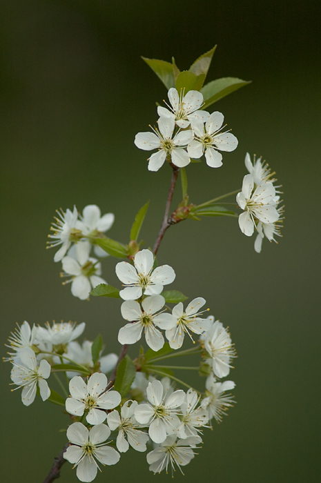 photo "***" tags: nature, macro and close-up, flowers