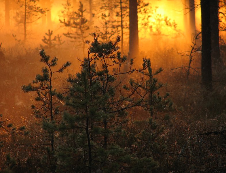 photo "Hail to the sun!" tags: landscape, forest, sunset