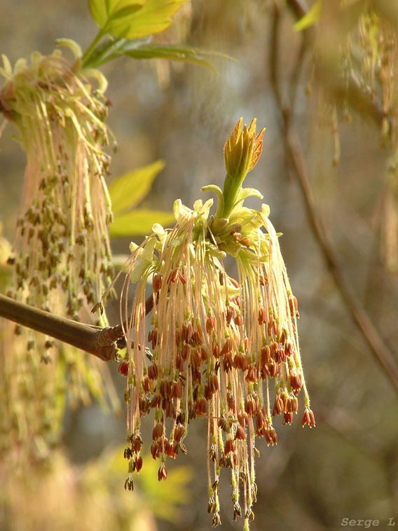 photo "xxx" tags: nature, flowers