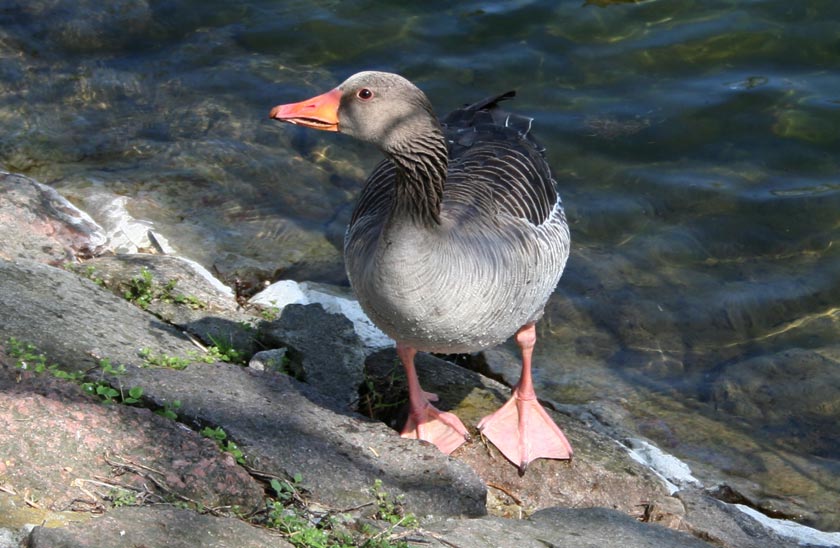 photo "Bird" tags: nature, landscape, pets/farm animals, water