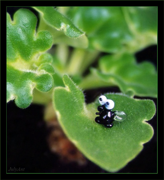 photo "The glass fly" tags: macro and close-up, misc., 