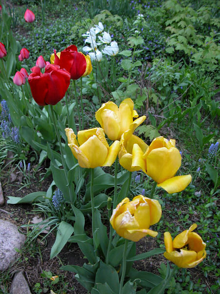 photo "my neighbour knows how to garden" tags: landscape, nature, flowers, spring