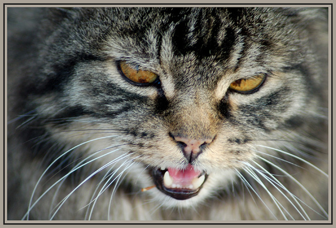 photo "Angry" tags: nature, macro and close-up, pets/farm animals