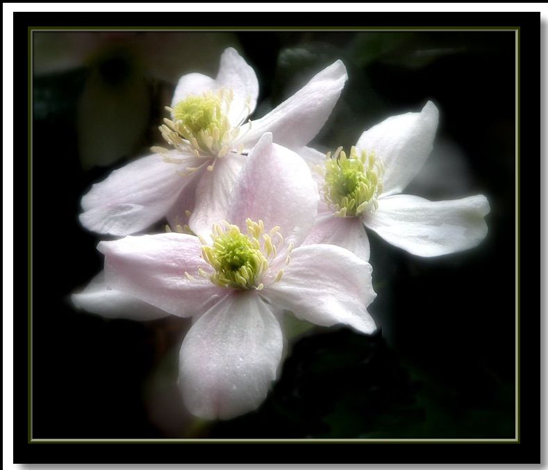 фото "through the window" метки: природа, цветы