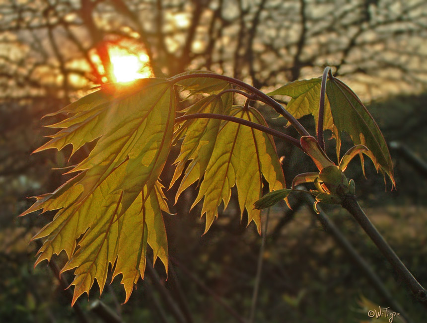 photo "The sun comes :-(" tags: landscape, sunset