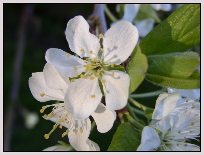 photo "a lovely time of the year" tags: nature, flowers