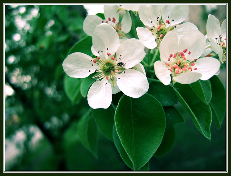 photo "Apple Flowers" tags: macro and close-up, 