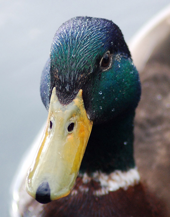 photo "Duck's Face" tags: nature, wild animals