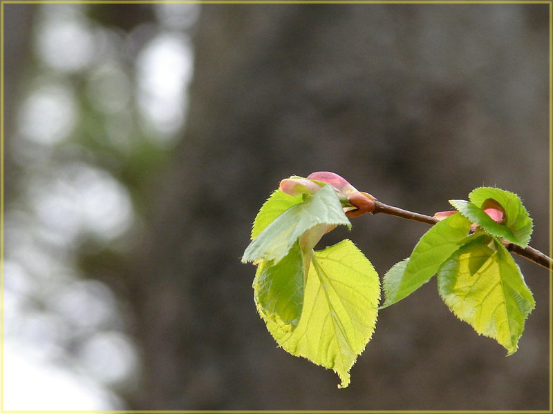 photo "Labels of spring #4" tags: nature, landscape, flowers, spring