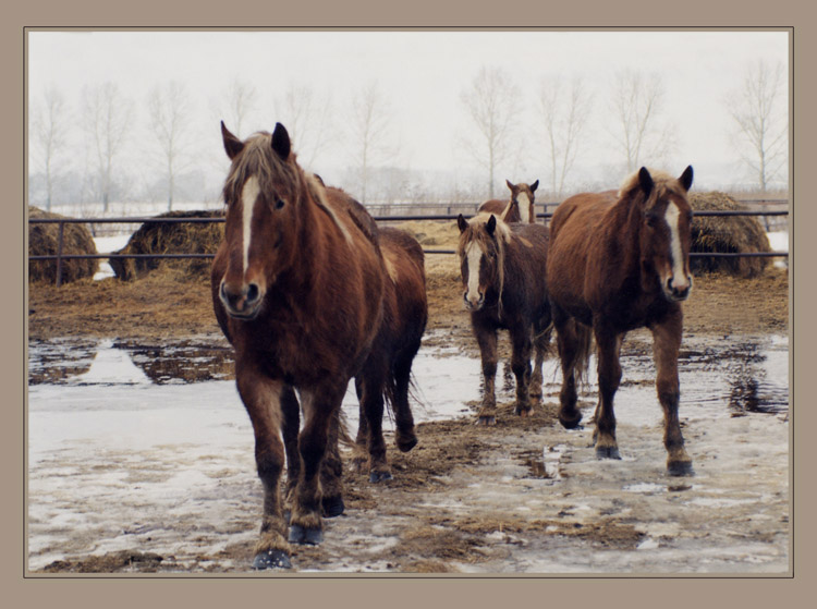 фото "Horses" метки: природа, домашние животные