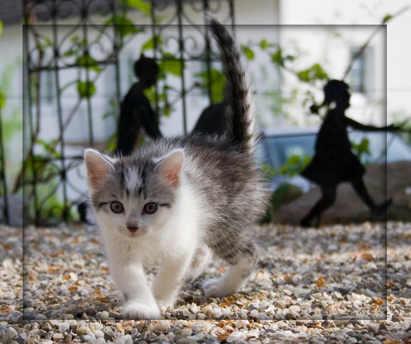 фото "Cat" метки: природа, домашние животные