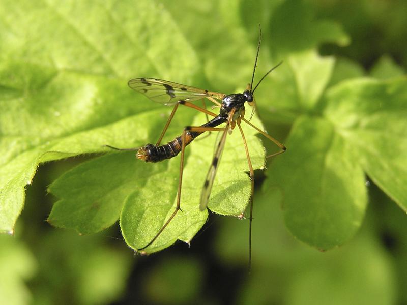 photo "***" tags: macro and close-up, nature, insect