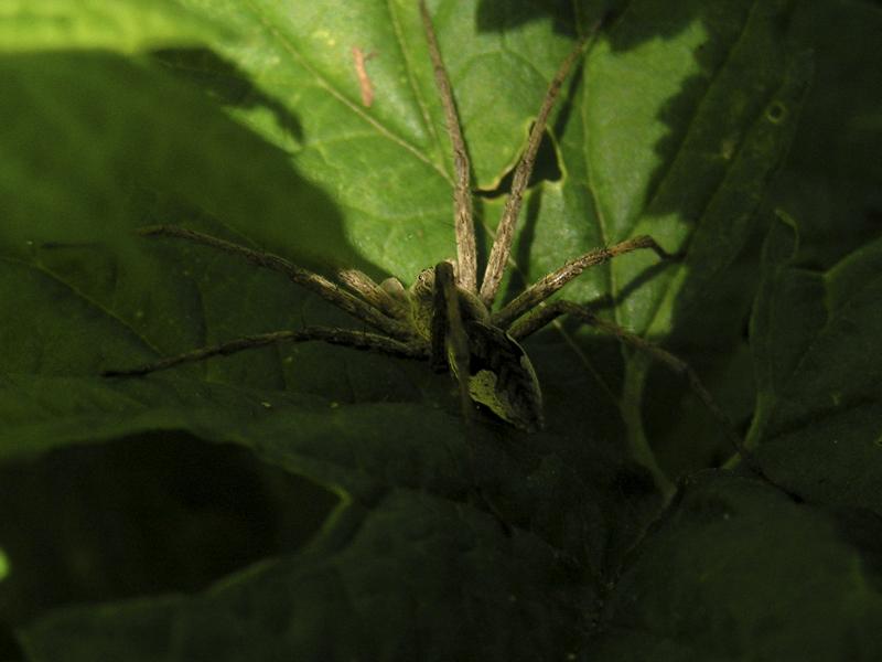 photo "***" tags: macro and close-up, nature, insect