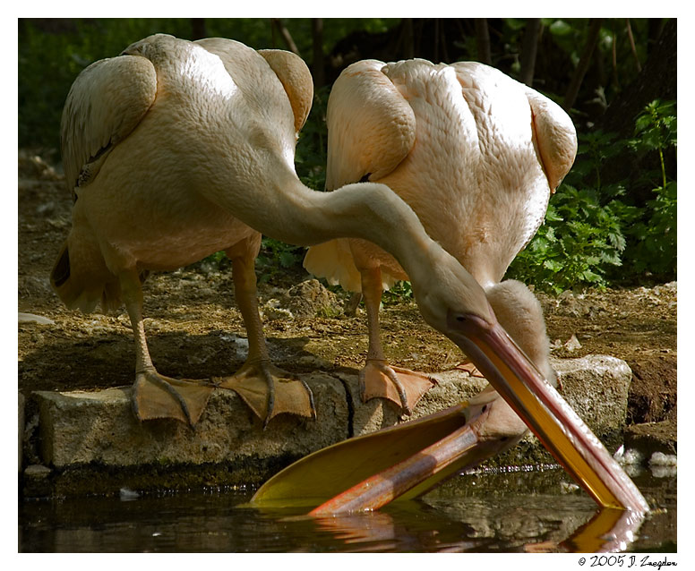 photo "Fishermen" tags: nature, travel, Europe, wild animals