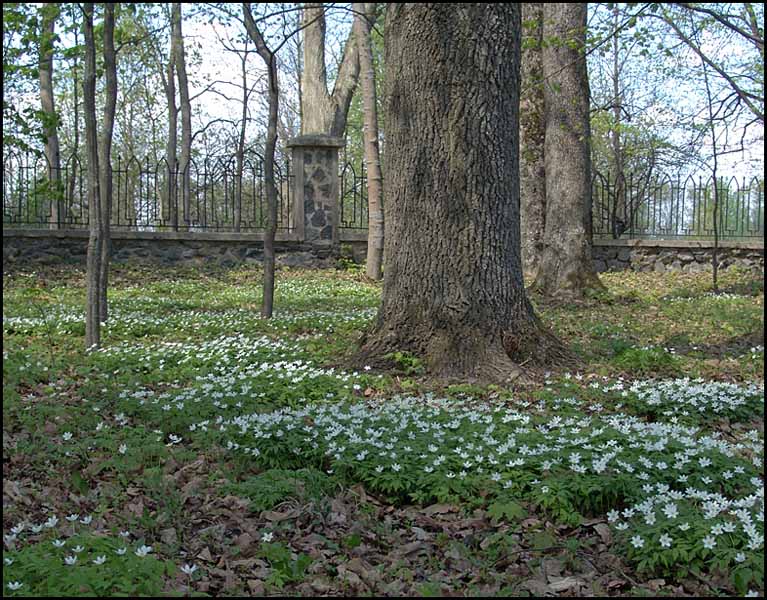 photo "May carpet" tags: landscape, spring