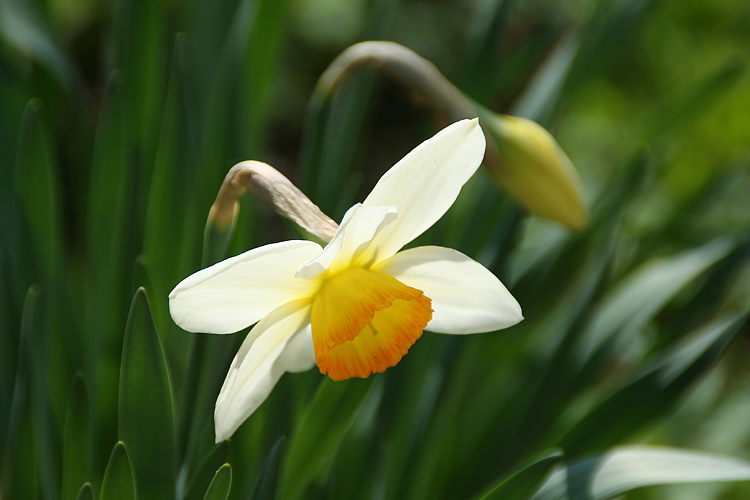 photo "Narcissus" tags: nature, flowers