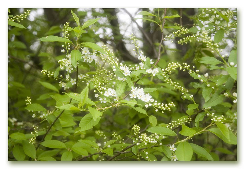 photo "May" tags: landscape, forest, spring