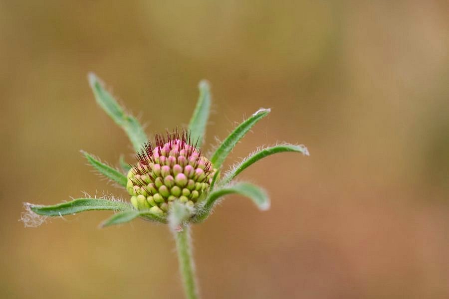 фото "LIttle baby" метки: природа, цветы