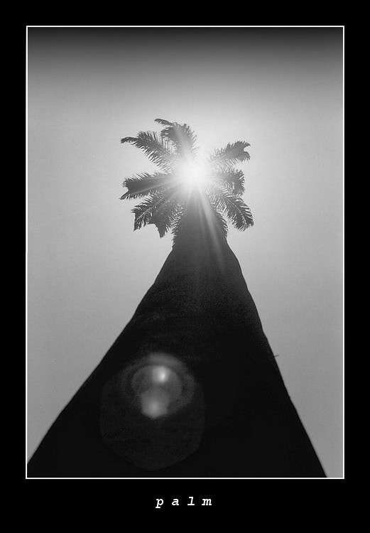 photo "Super tall" tags: nature, black&white, flowers