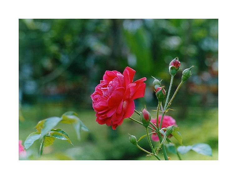 photo "***" tags: nature, macro and close-up, flowers