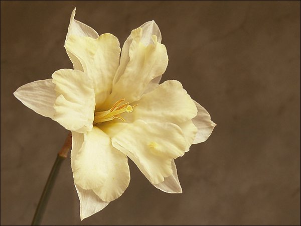 photo "***" tags: macro and close-up, nature, flowers