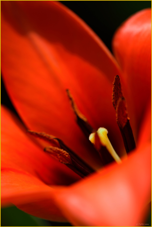 photo "***" tags: nature, macro and close-up, flowers