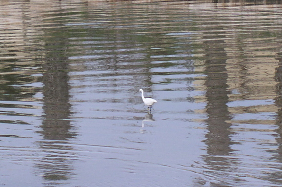 photo "Reflection" tags: landscape, nature, water