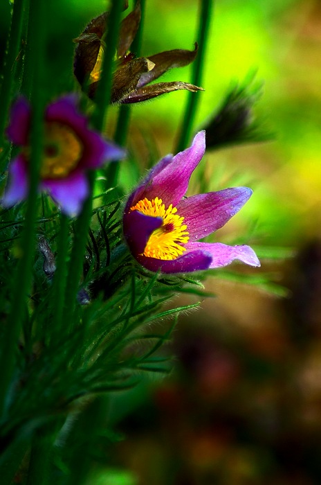 photo "***" tags: nature, flowers