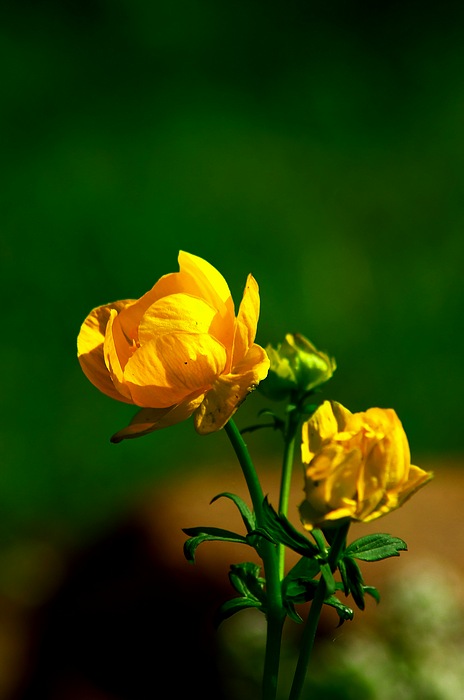 фото "***" метки: природа, цветы