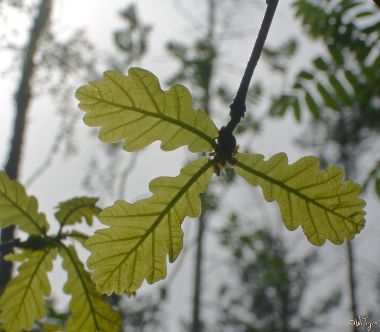 photo "To colds?" tags: landscape, macro and close-up, forest