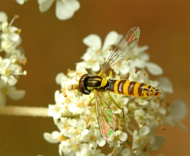 photo "***" tags: macro and close-up, nature, insect