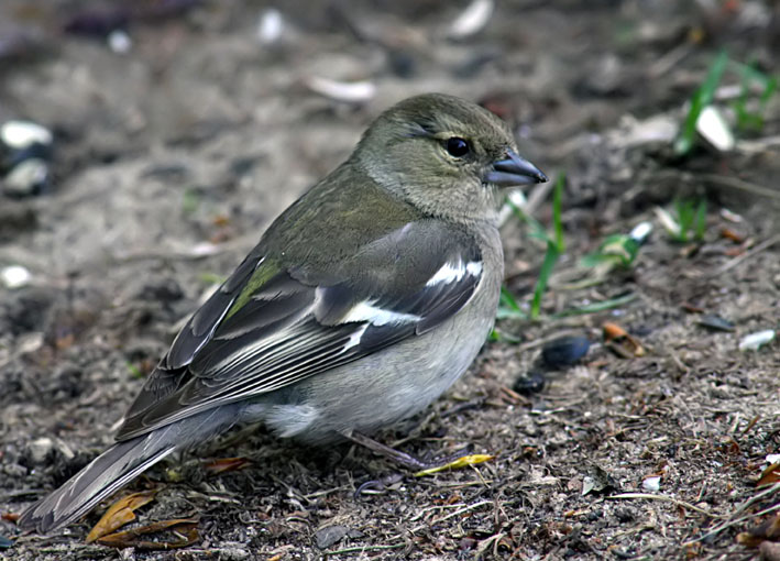 photo "Meeting" tags: nature, wild animals