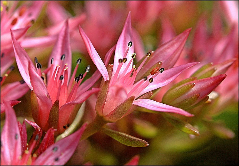 photo "Blossoming moss" tags: macro and close-up, nature, flowers