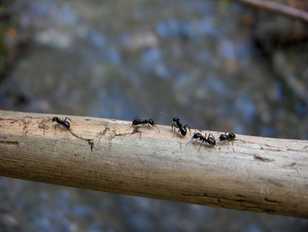 фото "ants on a bridge" метки: архитектура, пейзаж, 