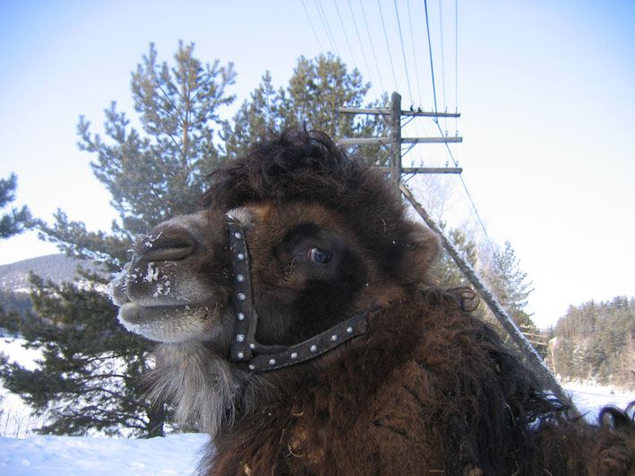 photo "Altay Camel" tags: nature, wild animals