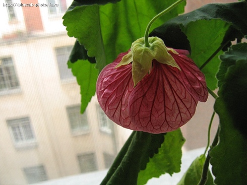 photo "Window Flower" tags: macro and close-up, 