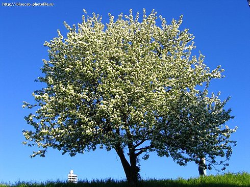 photo "Flowering tree" tags: landscape, nature, 