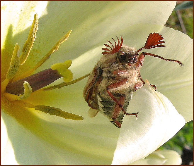 photo "***" tags: macro and close-up, nature, insect