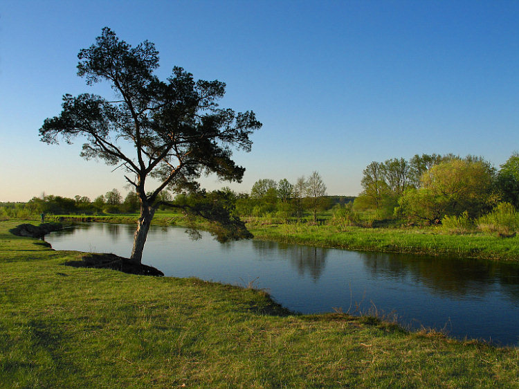 photo "Lonely pine" tags: landscape, water