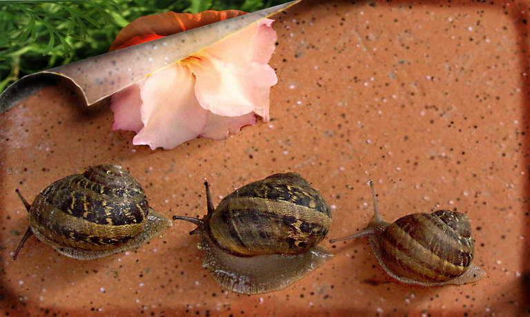 photo "Road to home" tags: macro and close-up, nature, insect