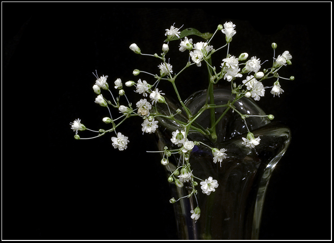 photo "***" tags: nature, still life, flowers