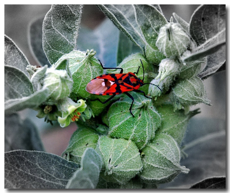 photo "Rest on the Way" tags: nature, flowers, insect