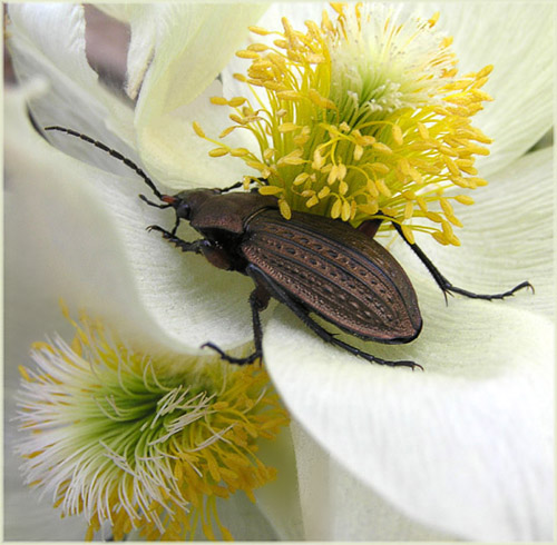 photo "Bronze beetle" tags: macro and close-up, nature, insect