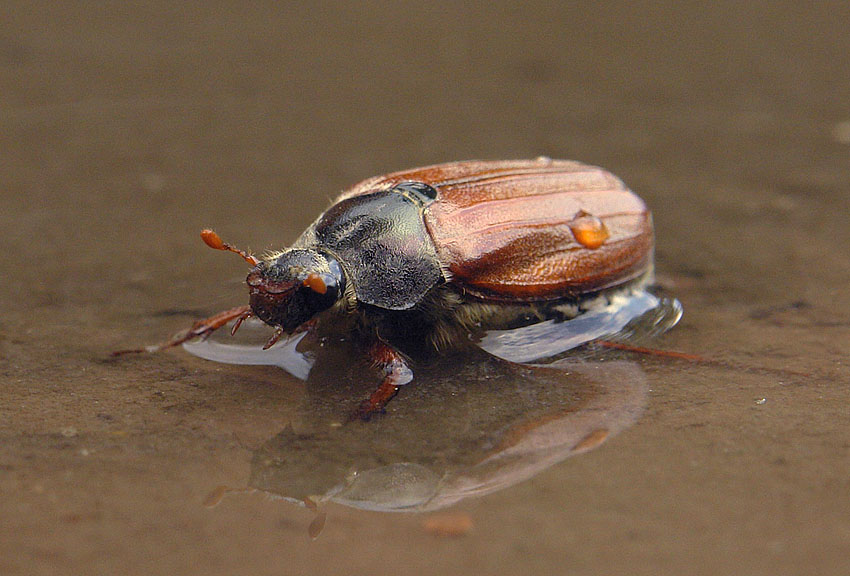 photo "***" tags: nature, macro and close-up, insect